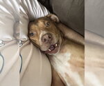 Small #5 Boxer-Staffordshire Bull Terrier Mix