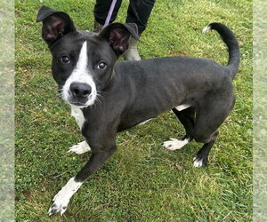 Banjo Bandit - Male Mutt Dog for Adoption - Photo #2