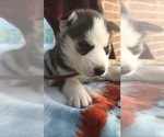 Small Photo #2 Siberian Husky Puppy For Sale in FORT WAYNE, IN, USA