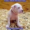 Small Photo #182 Dogo Argentino Puppy For Sale in PINEVILLE, MO, USA