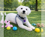 Small Poodle (Miniature) Mix