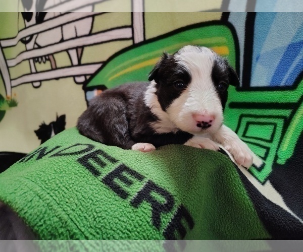 Medium Photo #297 Border Collie Puppy For Sale in NORBORNE, MO, USA