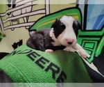 Small Photo #297 Border Collie Puppy For Sale in NORBORNE, MO, USA