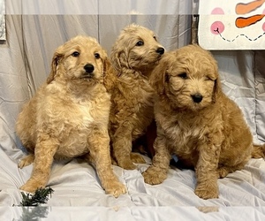 Goldendoodle Puppy for Sale in FAIR HAVEN, Michigan USA