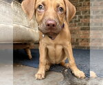 Small #2 Golden Labrador