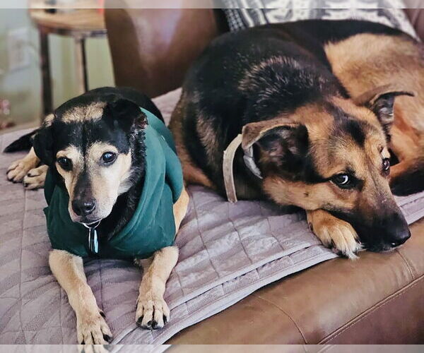 Medium Photo #4 Jack-A-Bee Puppy For Sale in Princeton, MN, USA