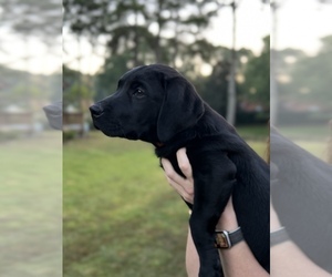 Labrador Retriever Puppy for sale in HAYES, VA, USA