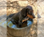 Small Photo #4 Doberman Pinscher Puppy For Sale in NOCONA, TX, USA