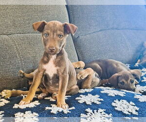 Mutt Dogs for adoption in Fallbrook, CA, USA
