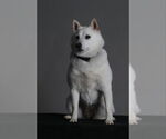 Small #3 Shiba Inu
