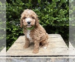 Small #2 Cockapoo (Miniature)