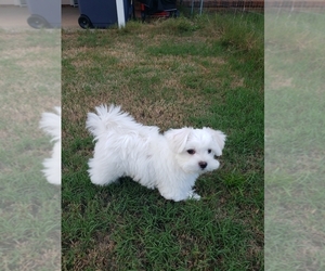 Maltese Puppy for sale in COLUMBUS, GA, USA