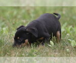 Small #7 Mutt