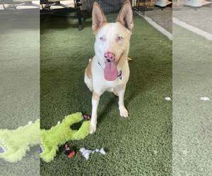 Rosalyn - Female Mutt Dog for Adoption - Photo #4