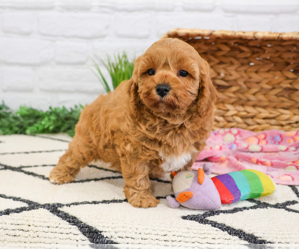 Medium Photo #9 Cavapoo (Miniature) Puppy For Sale in SYRACUSE, IN, USA