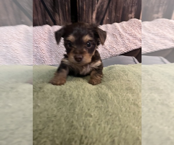 Medium Photo #7 Dorkie Puppy For Sale in ZEPHYRHILLS, FL, USA