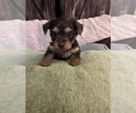 Small Photo #7 Dorkie Puppy For Sale in ZEPHYRHILLS, FL, USA