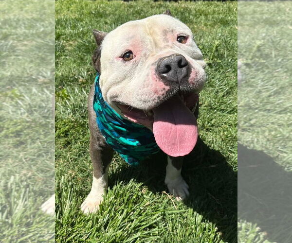 Medium Photo #13 American Bulldog-American Staffordshire Terrier Mix Puppy For Sale in Redlands, CA, USA