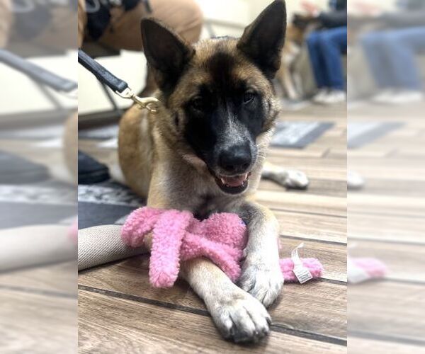 Medium Photo #5 German Shepherd Dog Puppy For Sale in Cupertino, CA, USA