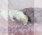 Small Photo #69 Aussie-Poo-Goldendoodle Mix Puppy For Sale in COMMERCE, MI, USA