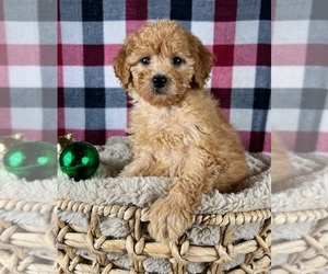 Goldendoodle (Miniature) Puppy for sale in GREENWOOD, IN, USA