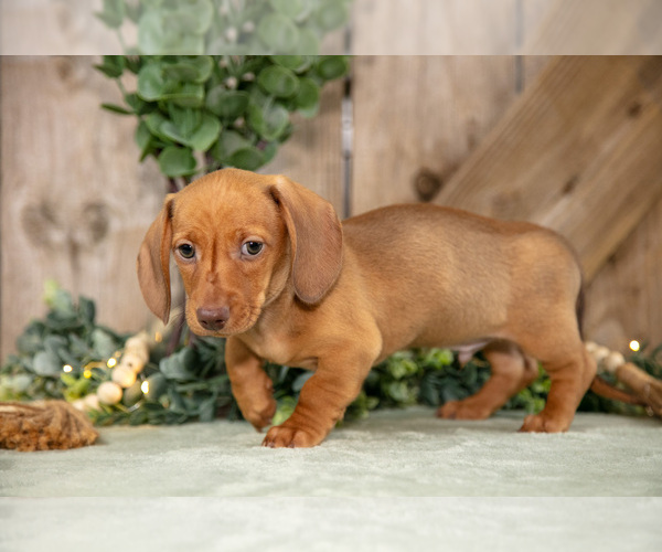 Medium Photo #3 Dachshund Puppy For Sale in GREENWICH, OH, USA