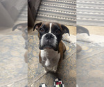 Small Photo #1 Boxer Puppy For Sale in ELKHART, IN, USA