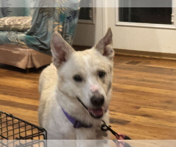 Medium Photo #2 - Mix Puppy For Sale in Holly Springs, NC, USA
