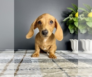 Dachshund Puppy for sale in GREENFIELD, IN, USA