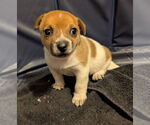 Small Cairn Terrier Mix