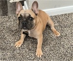 Small #1 French Bulldog