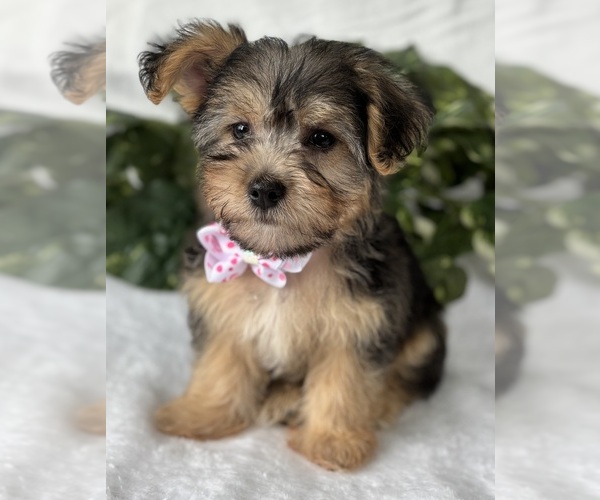 Medium Photo #4 Morkie Puppy For Sale in ROCK STREAM, NY, USA