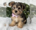Small #3 Morkie