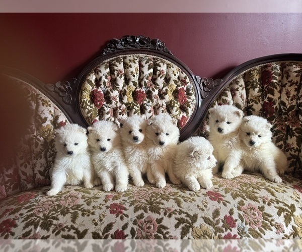 Medium Photo #7 Samoyed Puppy For Sale in WARFORDSBURG, PA, USA