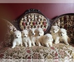Small #6 Samoyed