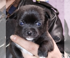 Jack Russell Terrier-Schipperke Mix Dog for Adoption in HEPPNER, Oregon USA