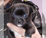 Small Jack Russell Terrier-Schipperke Mix