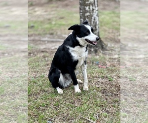 Border Collie Dog for Adoption in COLUMBIA, South Carolina USA