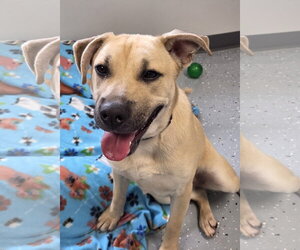 Labrador Retriever-Unknown Mix Dogs for adoption in Greenville, IL, USA