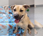 Small Labrador Retriever Mix