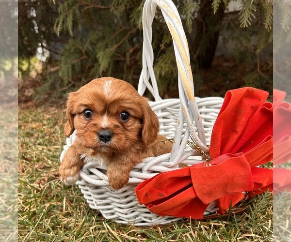 Medium Photo #1 Cavalier King Charles Spaniel Puppy For Sale in MIDDLEBURY, IN, USA