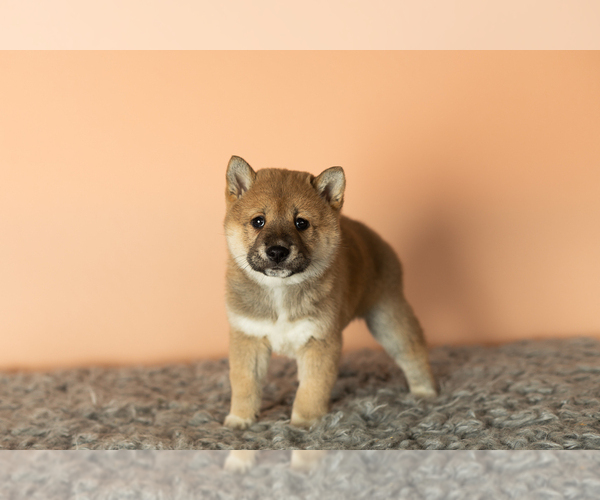 Medium Photo #3 Shiba Inu Puppy For Sale in MILLERSBURG, IN, USA