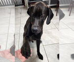 Small #1 Great Dane-Labrador Retriever Mix