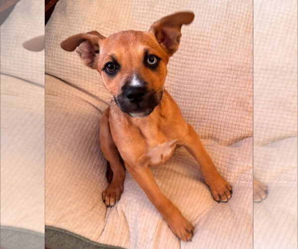 Medium Photo #4 Boxer-Unknown Mix Puppy For Sale in Germantown, OH, USA