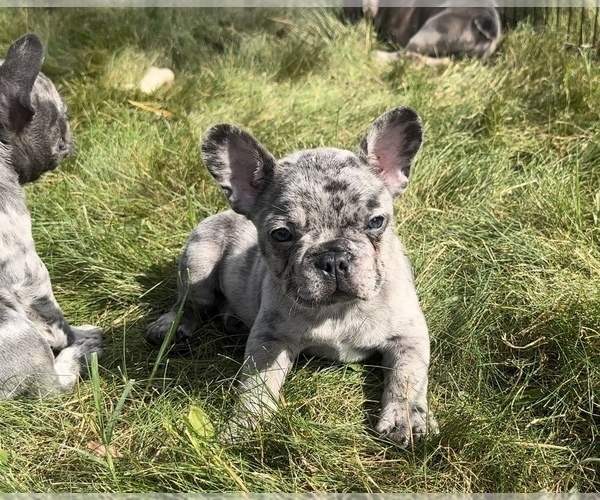 Medium Photo #1 French Bulldog Puppy For Sale in TRACYS LANDING, MD, USA
