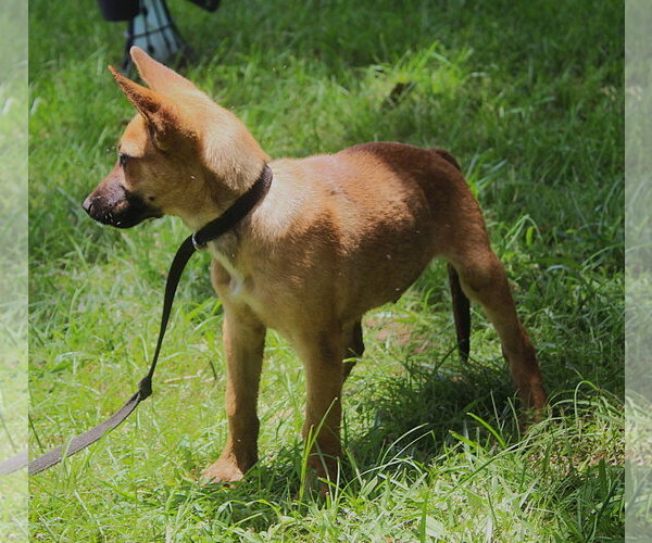 Medium Photo #2 German Shepherd Dog-Unknown Mix Puppy For Sale in Holly Hill, SC, USA