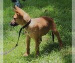 Small #1 German Shepherd Dog Mix