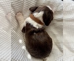 Puppy 7 English Springer Spaniel