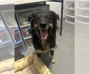 Australian Shepherd-Unknown Mix Dogs for adoption in Grafton, WI, USA