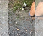 Small #11 Schweenie